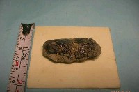 藏品(魚骨)的圖片